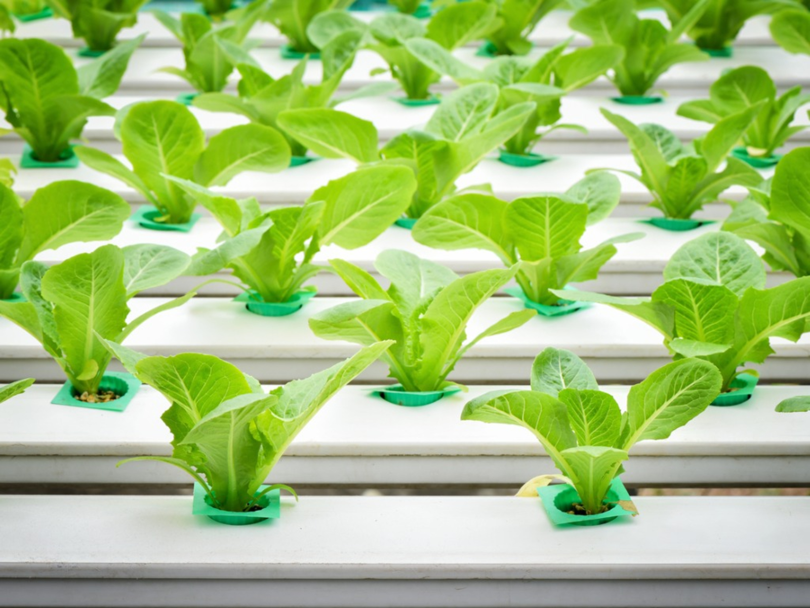 Hydroponics Gardener